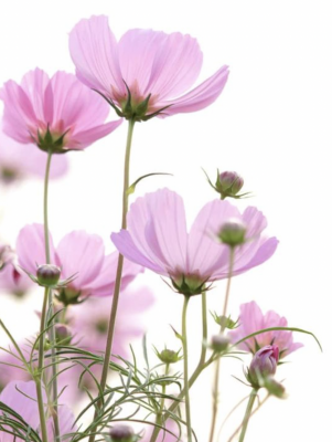 Cosmos flower